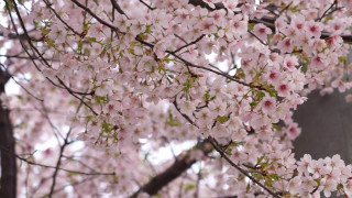 名古屋で一番早く桜が見られる!?オオカンザクラの並木道とは?気象予報士が選ぶ東海の「桜の名所」を発表!